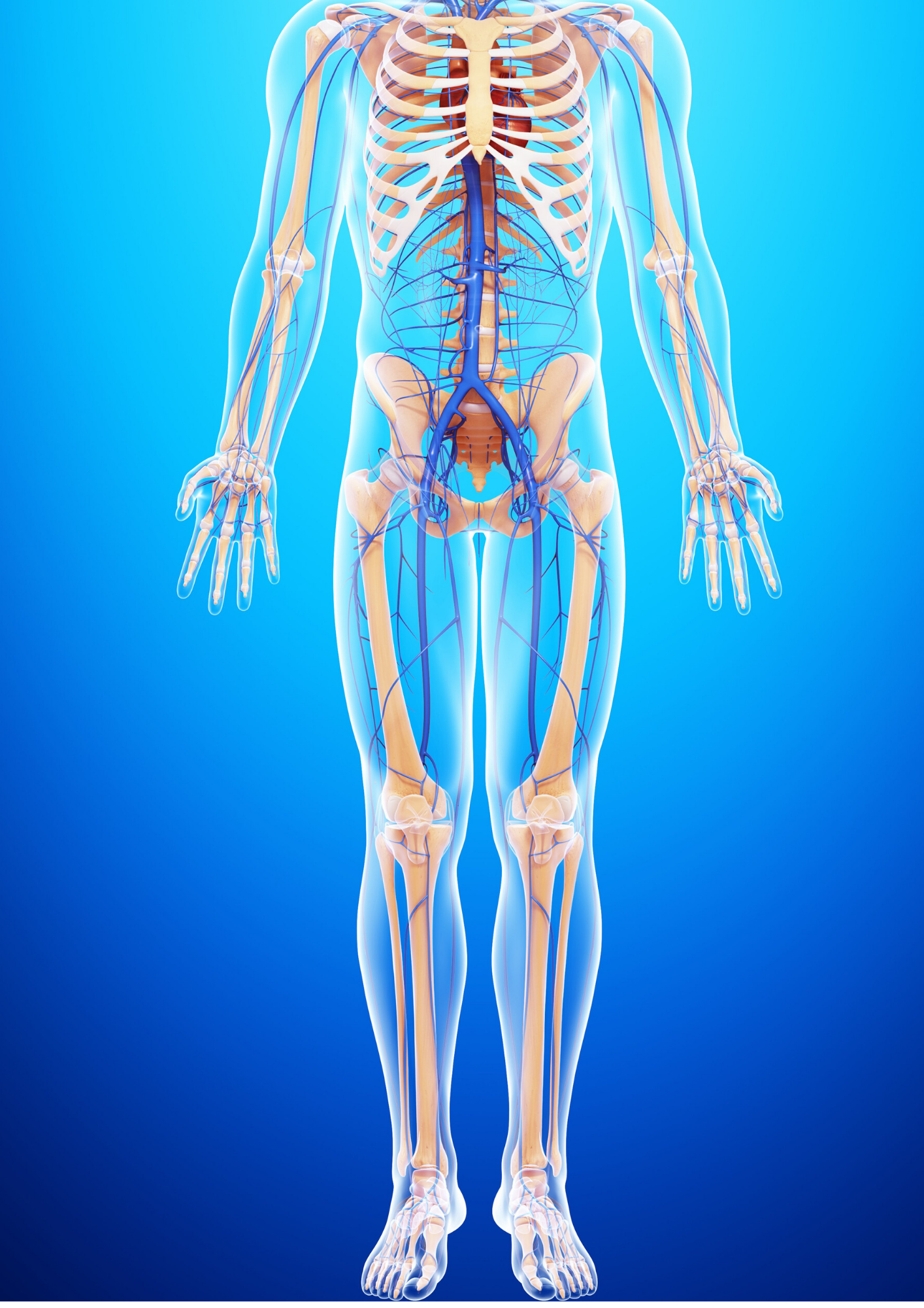 About Knochen Blaub HG