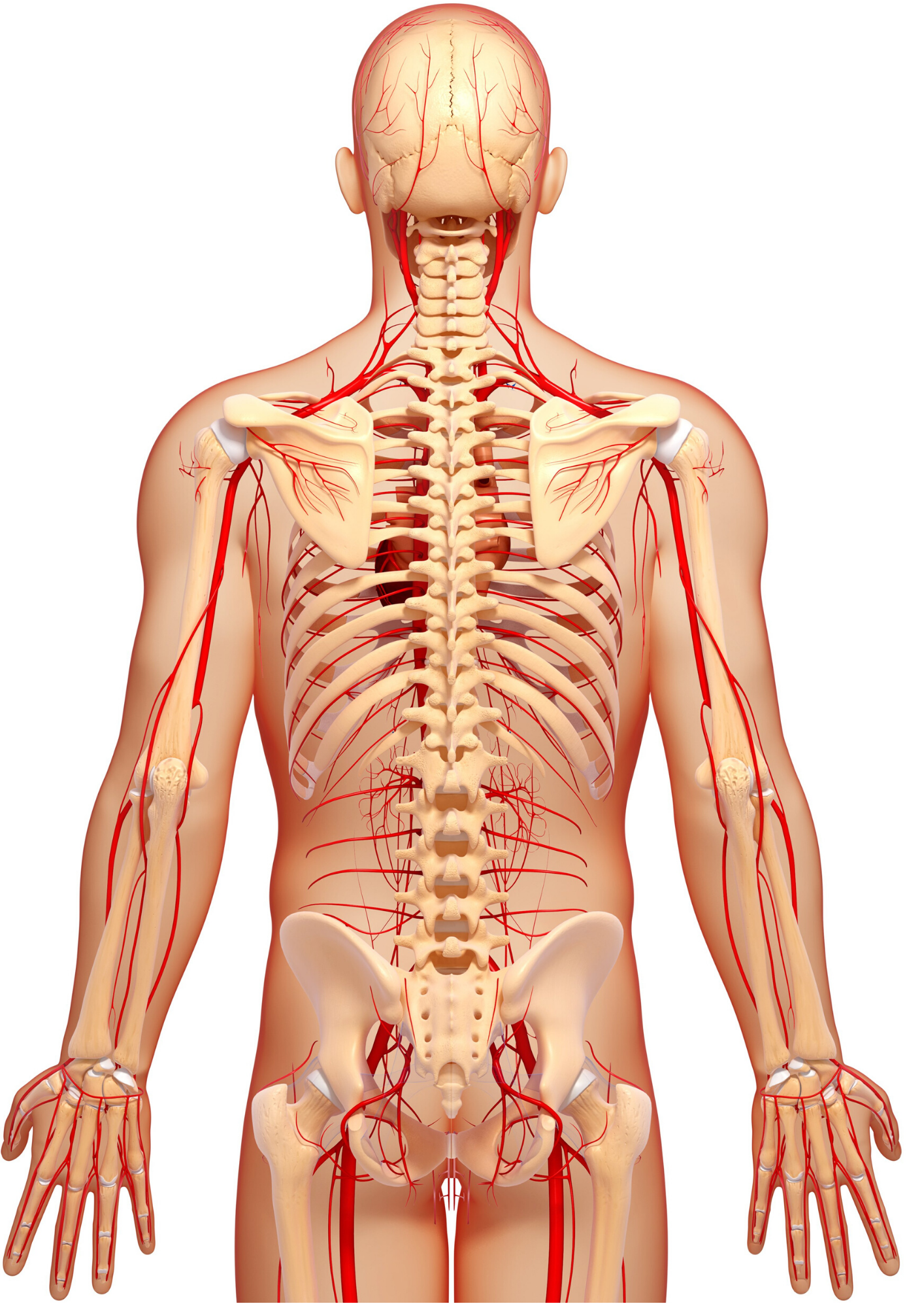 Oberk Knochen Und Nerven